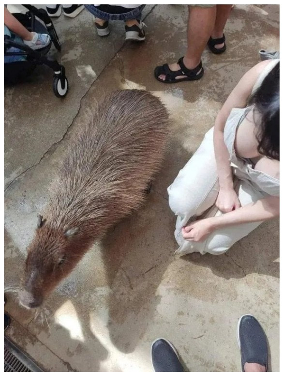 카피바라의 실제 크기