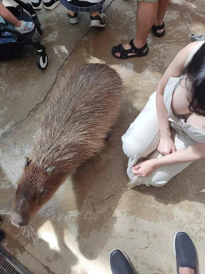 카피바라의 충격적인 실제 크기 ㄷㄷ