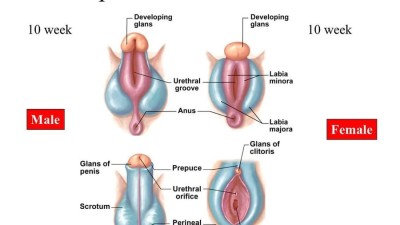 남자의 쥬지 아래에 있는 줄은 왜 생겼을까