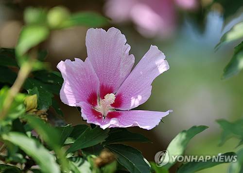 홍명보호 파격! 손흥민, 韓 축구 최초 '무궁화 유니폼' 입는다…2026 월드컵 한국 원정 셔츠 유출됐나