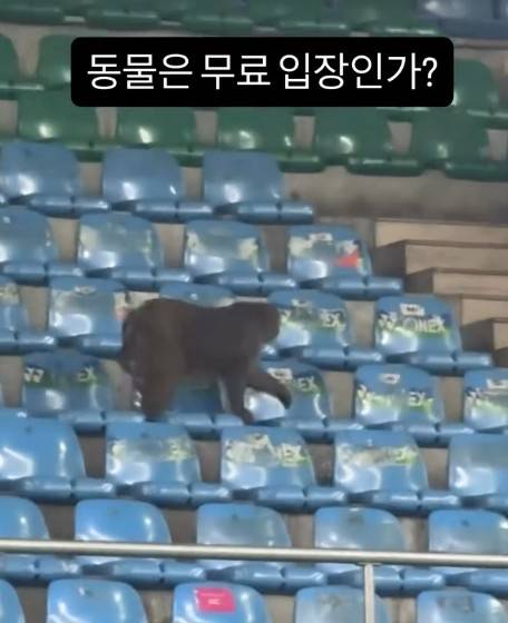 '세계 1위는 다르네' 안세영, 새똥에 원숭이 난입→'역대 최악' 인도 오픈 논란에도