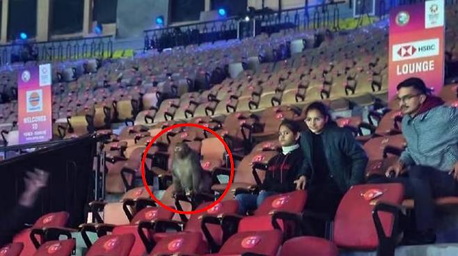 '안세영 어쩌나' 역대 최악 환경, 경기장에 원숭이·새똥 등장...