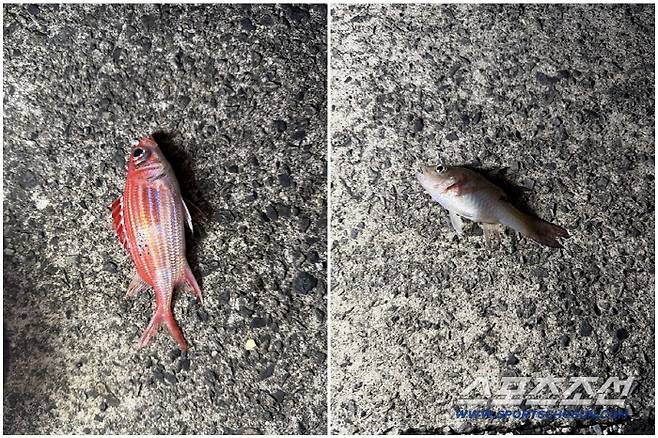 외딴섬 KIA 3인, 왜 낚싯대 들었나…