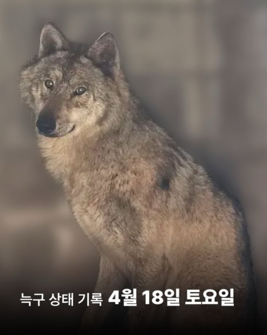 ‘집 나간 늑구 귀환 효과’ 농담 아니었나…대전, 3연패 탈출하며 무패 서울 잡았다