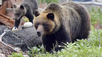 '곰 습격' 명심판 사망 日참극→축구계도 초비상...오피셜 발표 곰 출몰해 공개 훈련+팬 서비스 잠시 중단